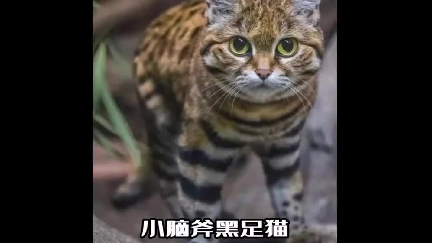 迷你小脑斧，表面呆萌可爱，却是个冷血杀手