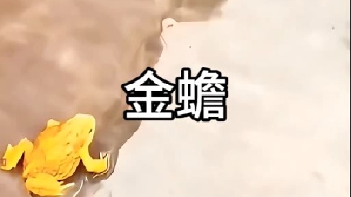 马路上遇见黄色的青蛙