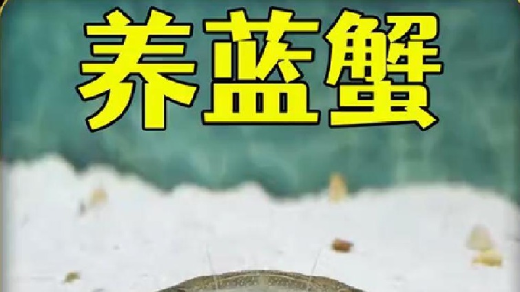 沉浸式养蓝蟹，当你把超市新鲜的蓝蟹养在家里，有趣的事发生了(1)