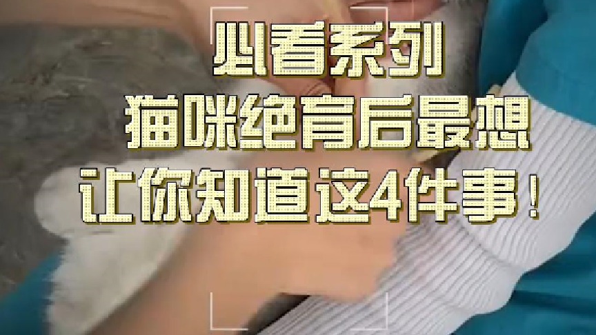 必看系列️猫咪绝育后最想让你知道这4件事