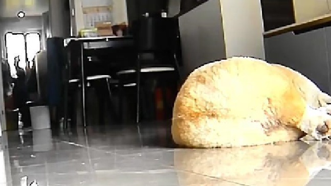 胆子又小，嗓门又大