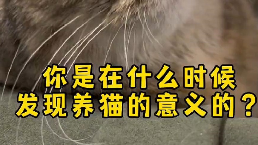 原来小猫咪的每一次回应