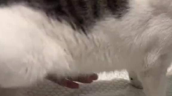 猫咪前轱辘不动后轱辘动，翘着个小尾巴开心死了