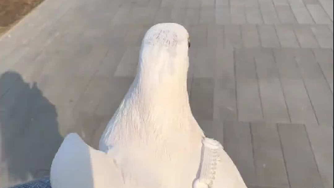 这回鸽斯拉在鸽群里算是彻底混不下去了……