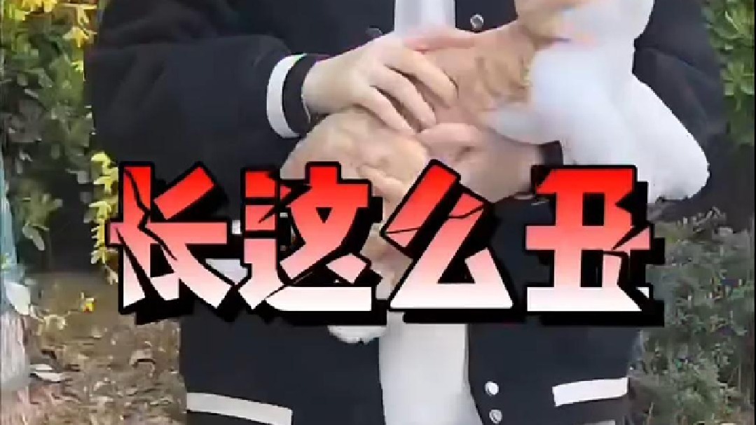 选到就是赚到❗️这几种猫长大颜值逆天❗️