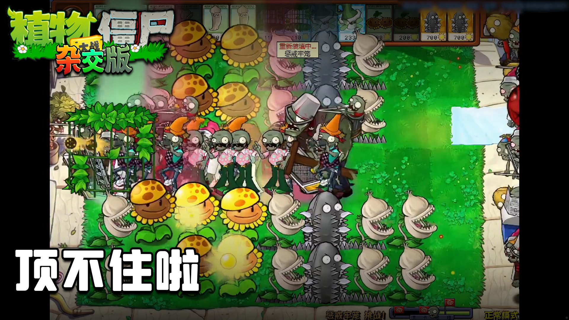 董小飒《植物大战僵尸杂交版》实况第六十九集：顶不住啦