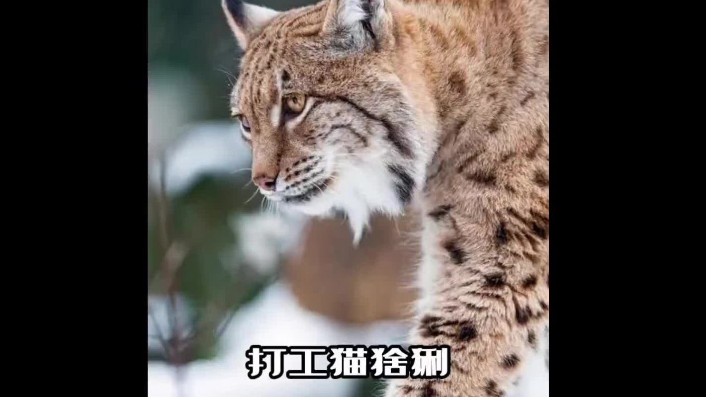 沉稳有耐心，能力强还勤快，上哪找这么优秀的打工仔？