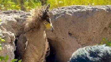 二哥家的乌龟下落不明竟然被老鹰藏起来