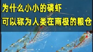 我国科学家在南极发现，世界上数量最多的生物，能轻松养活中国人！