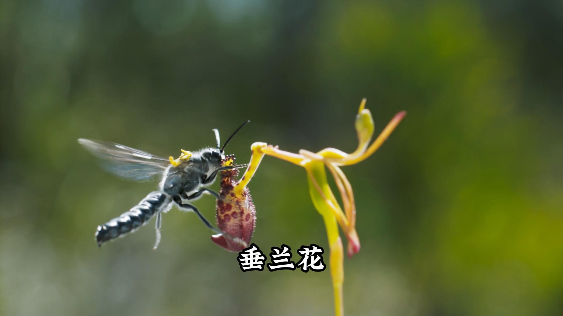 会色诱昆虫的垂兰花