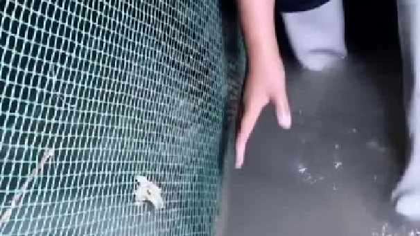 赶海的日常生活