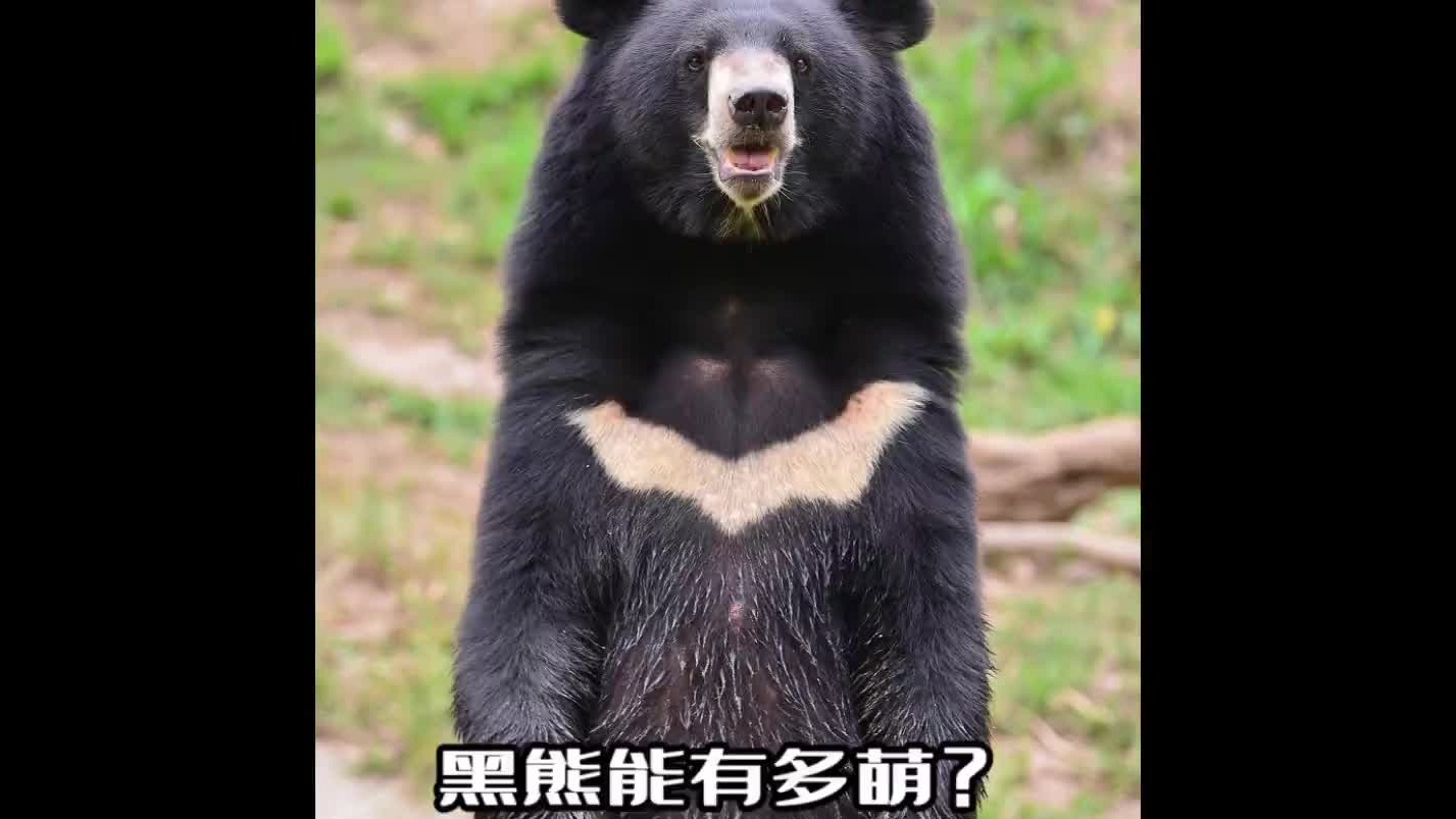 熊熊能有什么坏心思？它只是想带着崽崽来摘果子