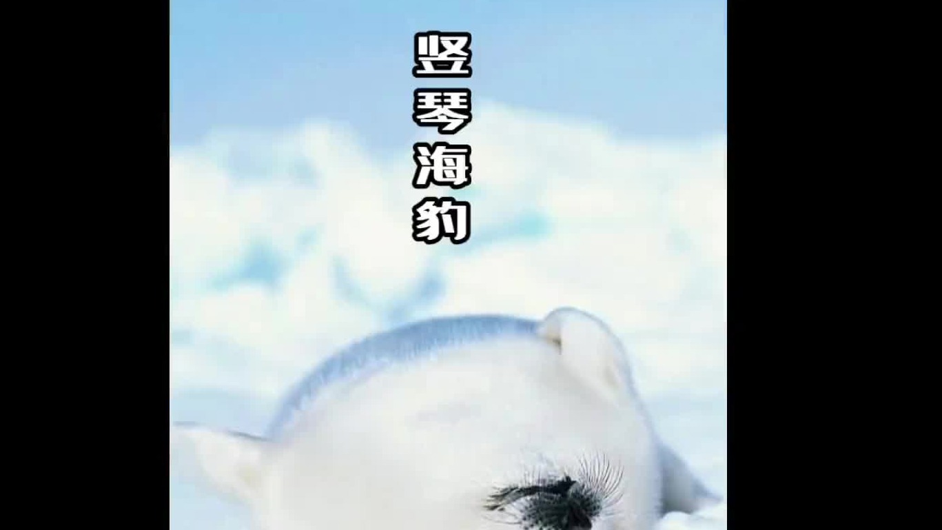 小海豹要跟紧好朋友，不然就要被吃了