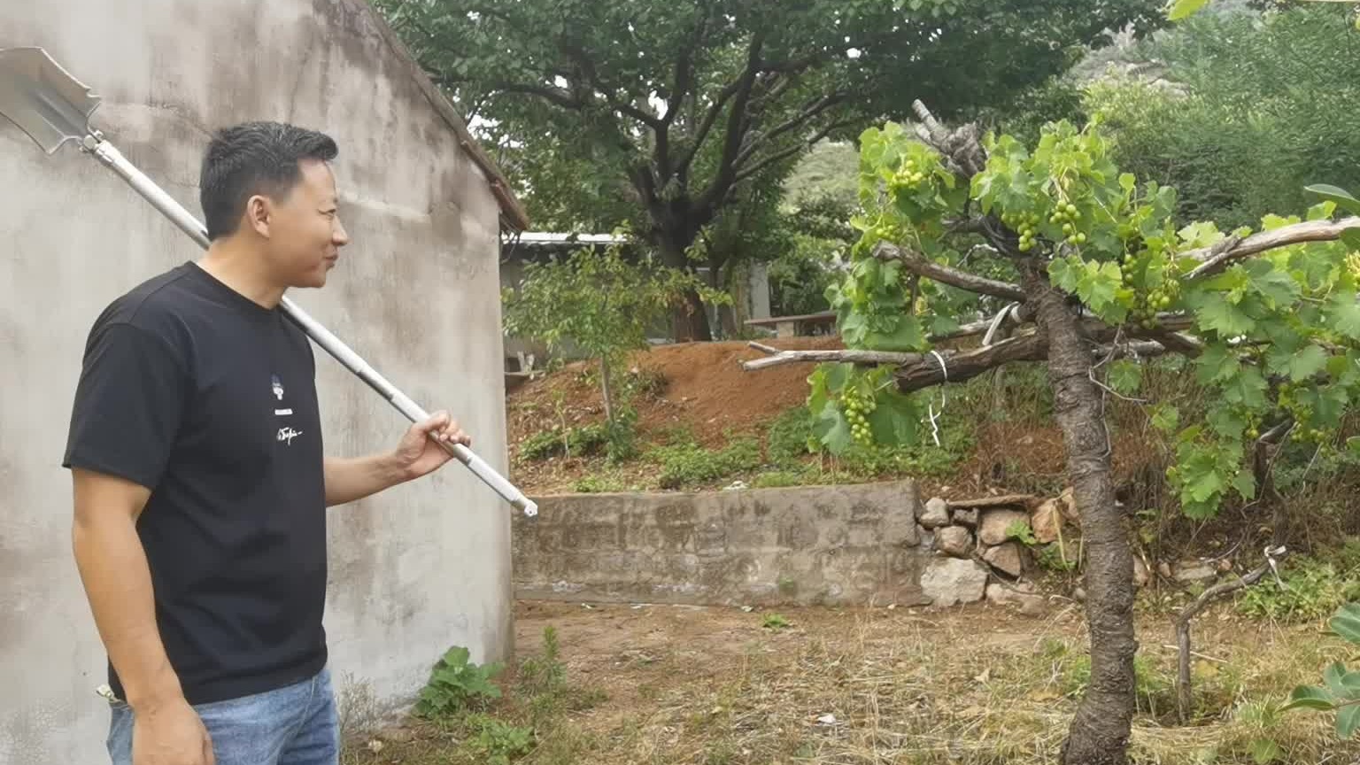 当年偷水果的那帮孩子都去哪了？熟透都坏了也没谁吃