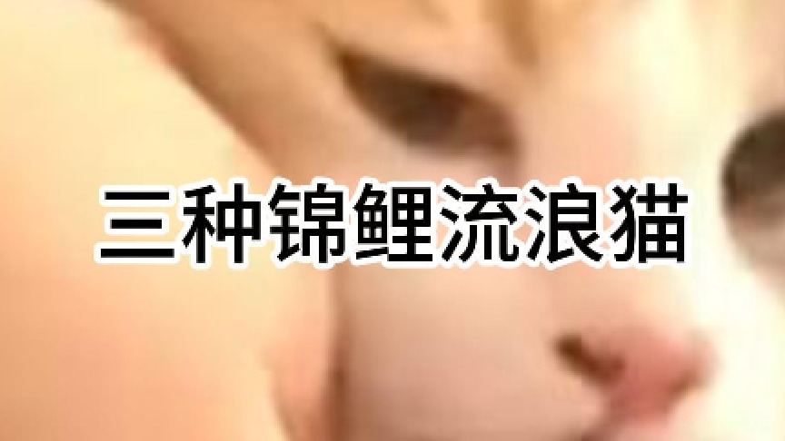 三种锦鲤流浪猫
