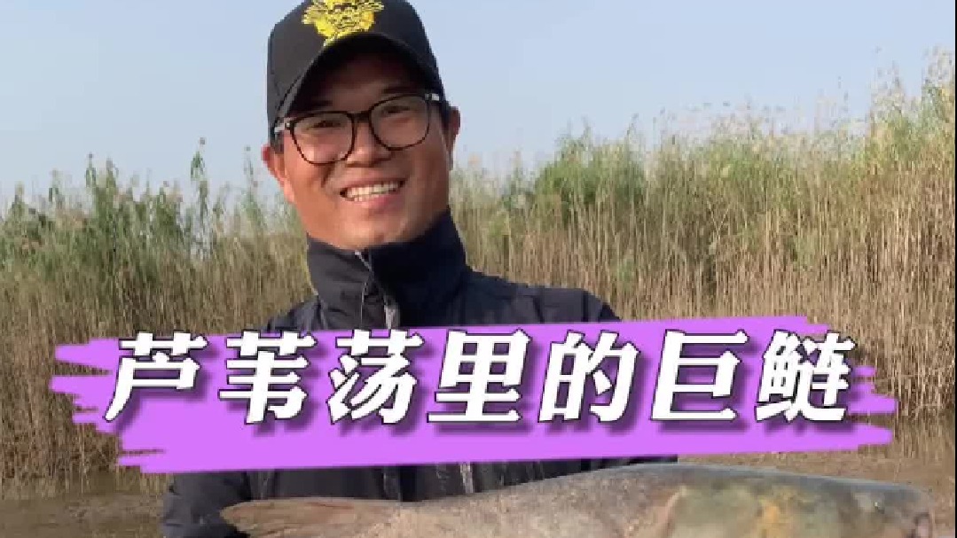 芦苇荡里的巨鲢。