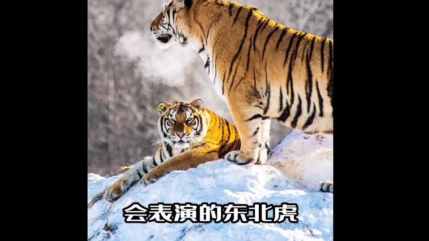 东北大猫咪，已经如此让人陌生了吗？
