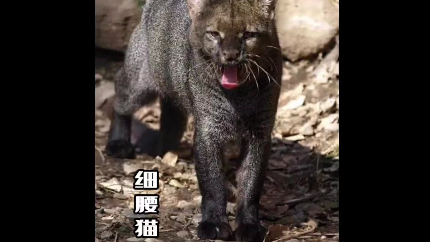拥有一身好身段的细腰猫，濒临灭绝的原因是什么？