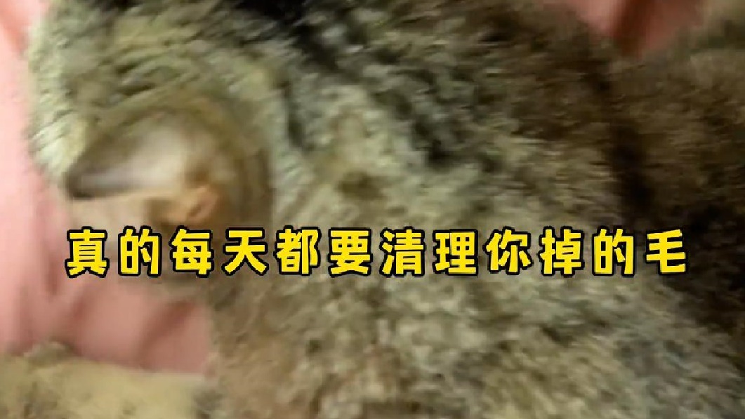 有点灰还在身边躺着