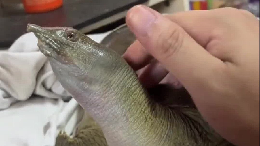 没能把鳖当宠物一定是因为我等级不够……