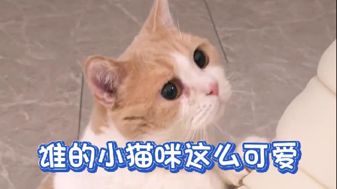 我看看是谁的小猫咪这么可爱？ 哦！是我的