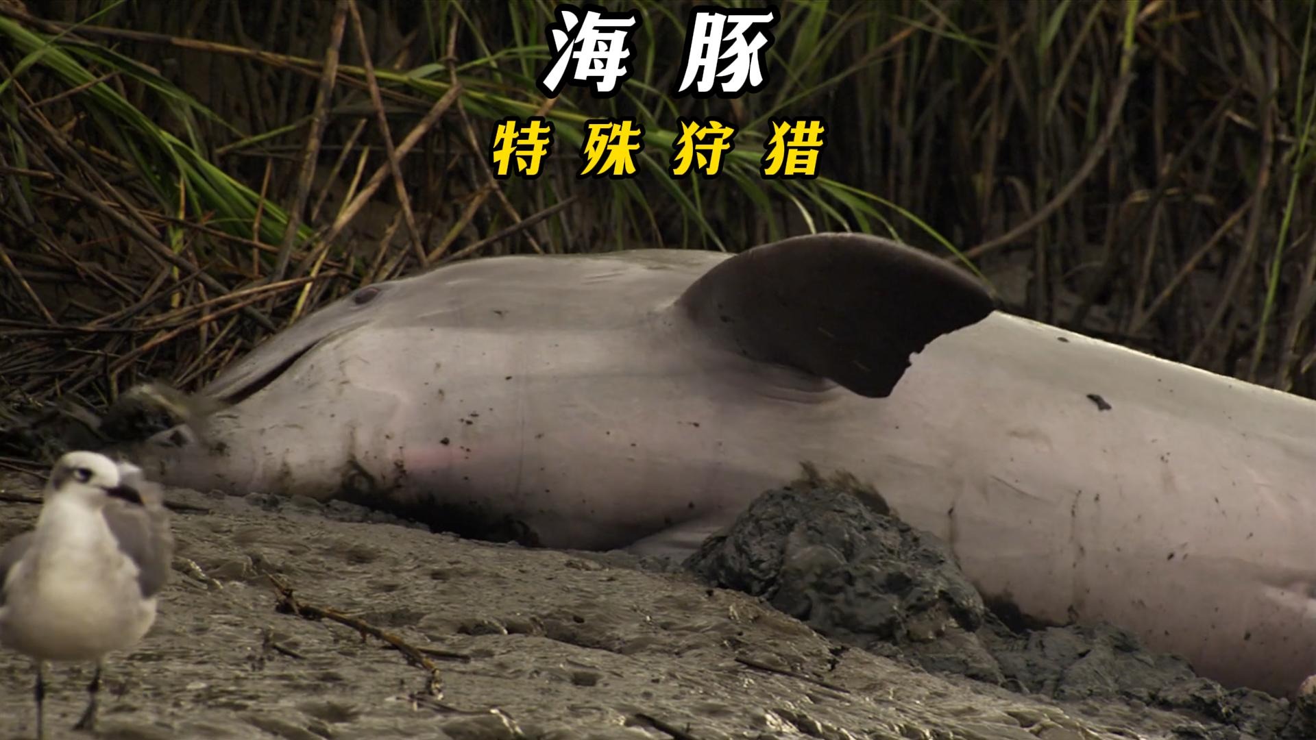 宽吻海豚独特的捕鱼技巧