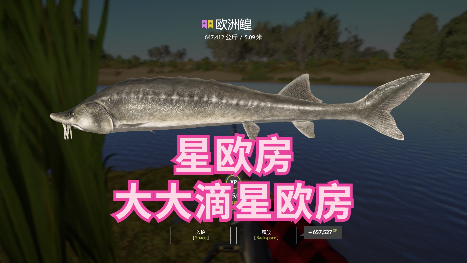 终于给大番茄发一条星欧鳇啦！！！