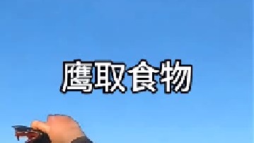 好心人给老鹰食物