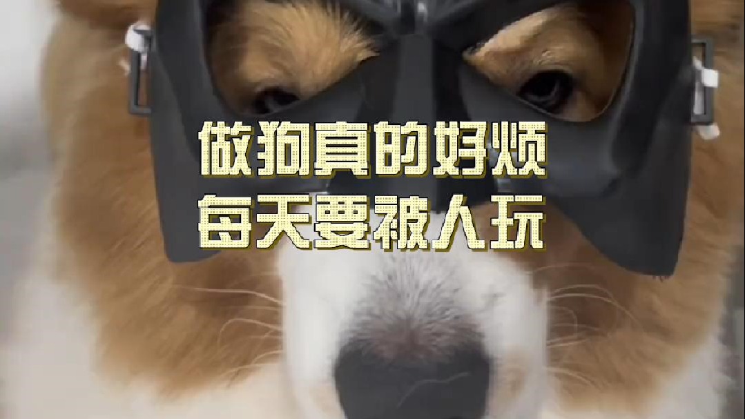 做狗真的好烦，每天要被人玩