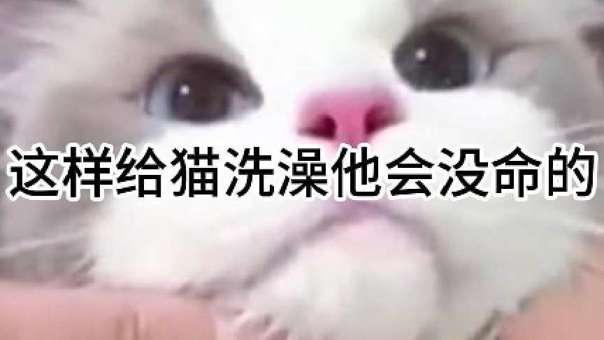 这样给猫洗澡他会没命的