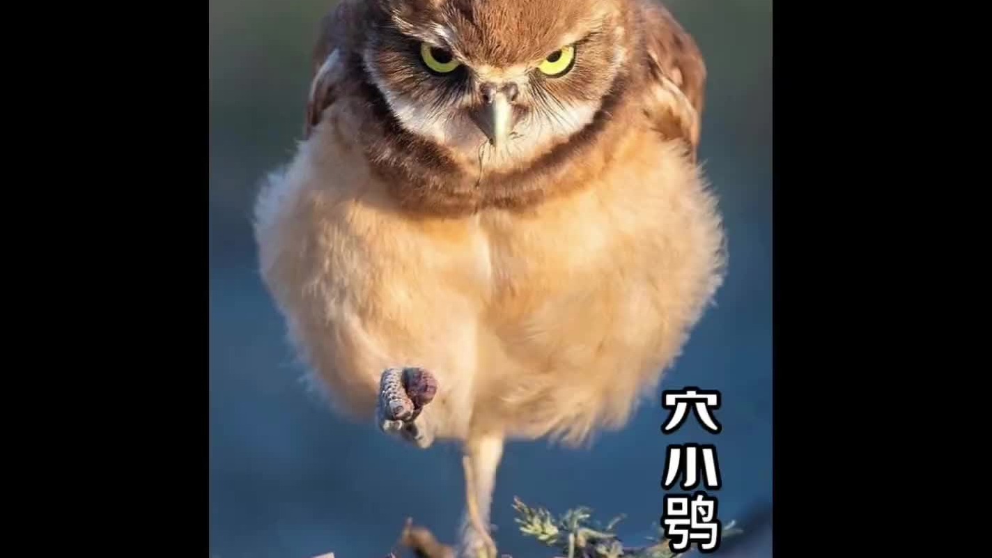 喜欢捡屎的战地记者穴小鸮，为何总是在地上奔跑？
