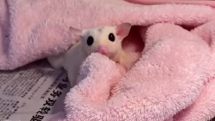 纯白：趁宝宝还没长大赶紧装装样子