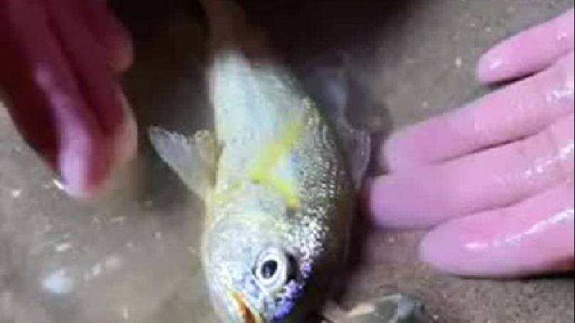 晚上赶海的海货都是不错的