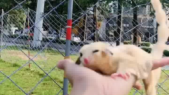 没错啦，就是这个眼神。尾巴是剃的，没有扎起来，并不影响平衡