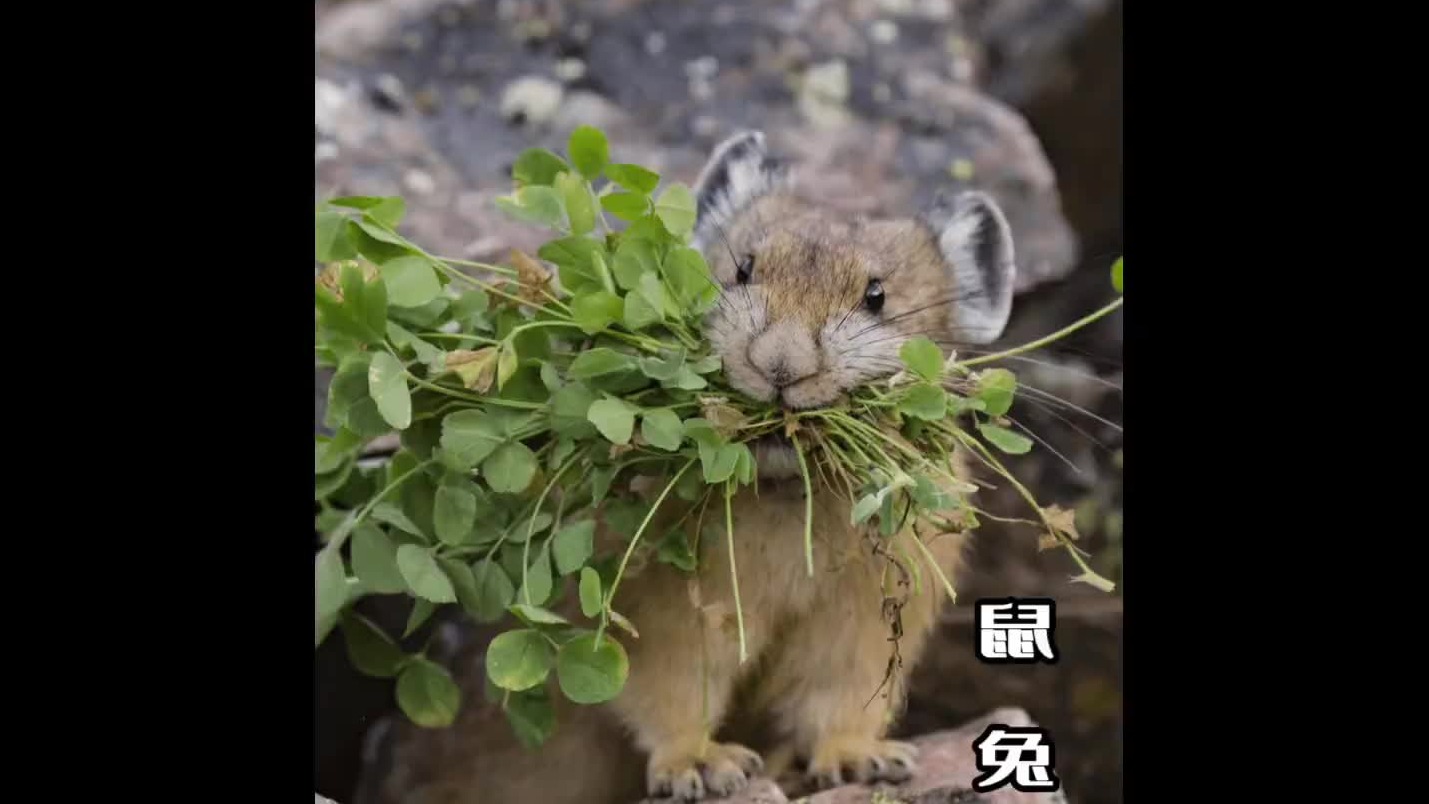 草原背锅侠鼠兔，一生都在无私奉献？