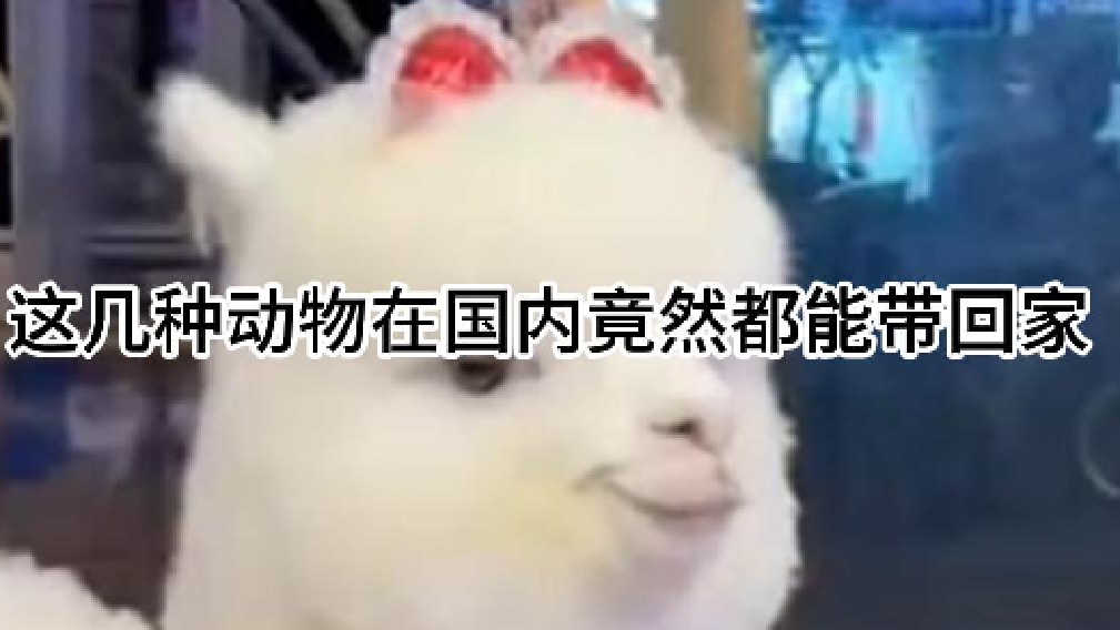 这几种动物在国内竟然都能带回家