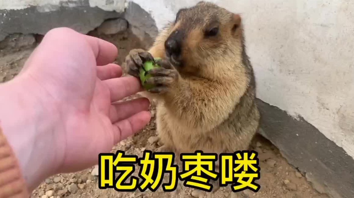 今天是吃完绿油油的一天。