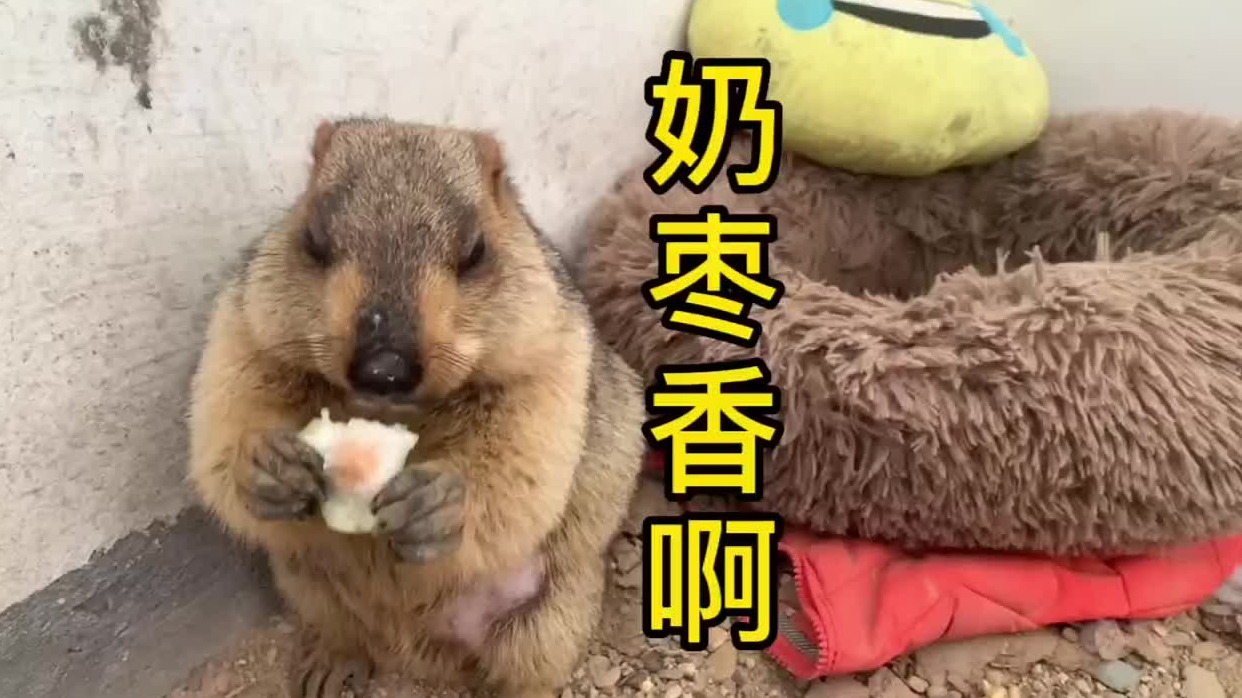 奶枣香啊！籽都不放过。