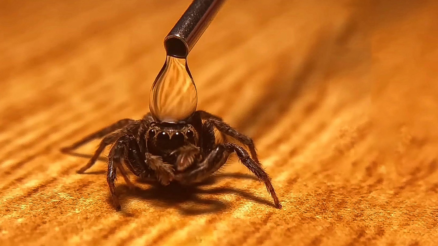 小跳蛛遇到水滴的反应也太可爱了