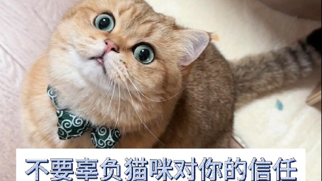 不要辜负猫咪对你的信任