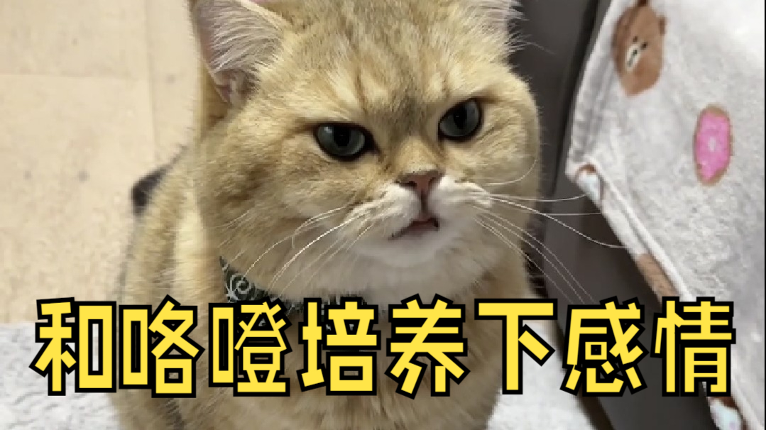 和咯噔培养下感情