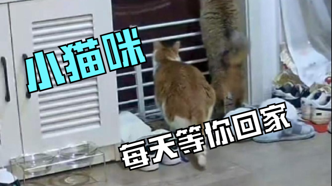 小猫咪每天等你回家