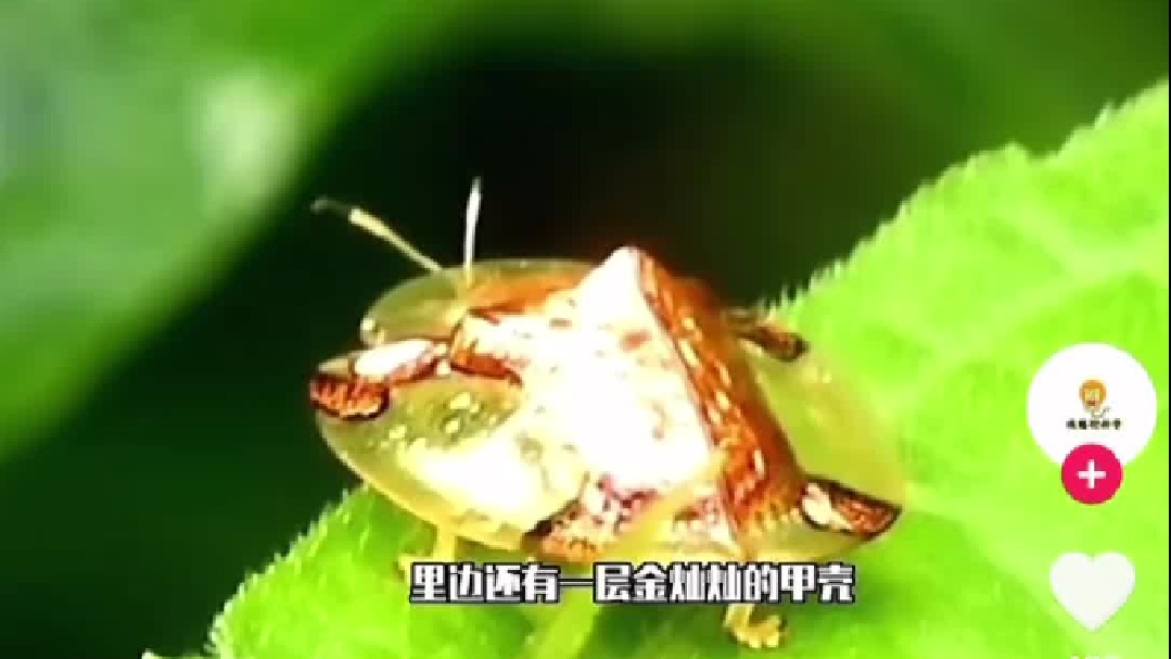 金色飞贼走进现实！999纯活体黄金