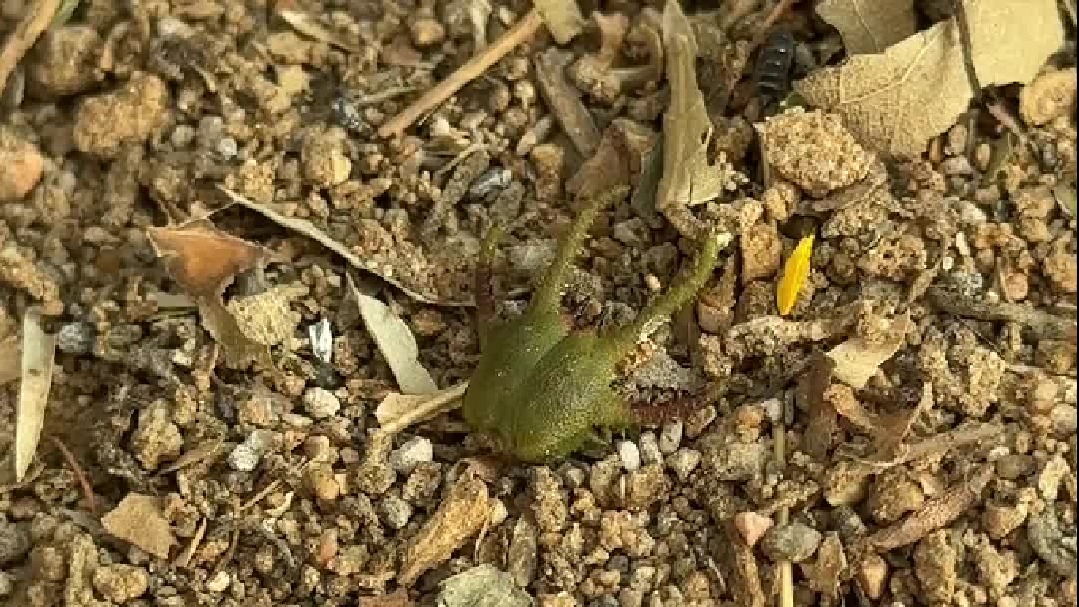 我竟然发现了活体小青龙！