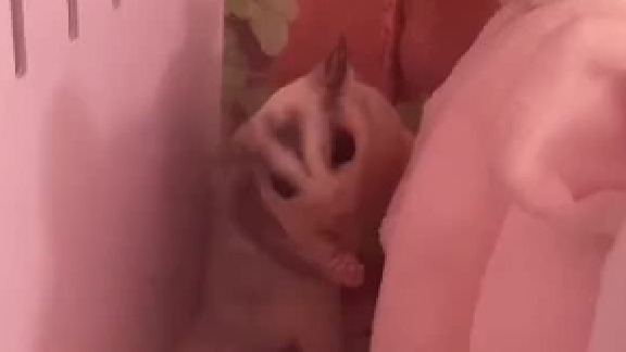 家有萌宠 性格方面发挥的淋漓尽致