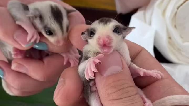 蜜袋鼯日常 马赛克的第三天打卡