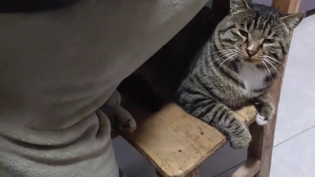 当主人假装坐小猫身上时，猫：没看到这地儿有人啦！