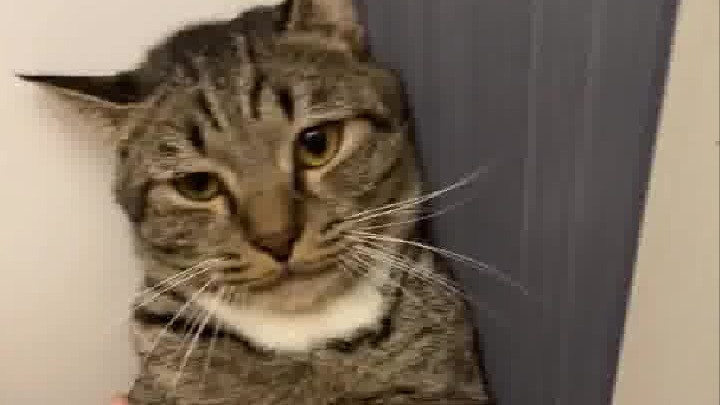 绝育后整个人都变得呆呆的