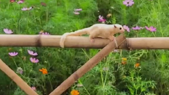 看见主人召唤自己，张开斗篷义无反顾的“飞”到主人身边