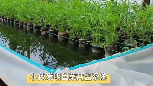 小伙回农村创业发明蔬菜养鱼共生系统，靠这发明已实现发家致富